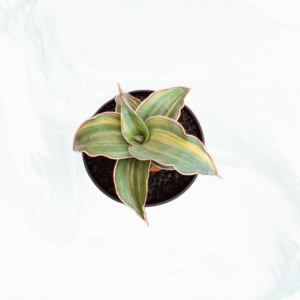 Blue leave