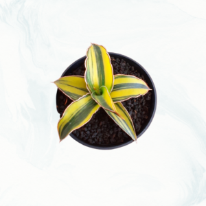 Drak green clone