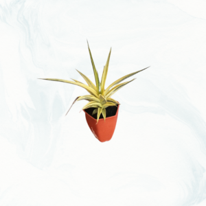 Gracilis